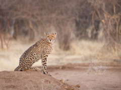Cheetah in Namibia.