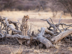 Cheetah in Namibia.