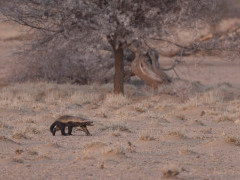 Honey badger in Namibia.