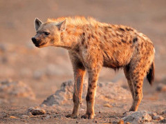 Spotted hyena in Etosha National Park, Namibia
