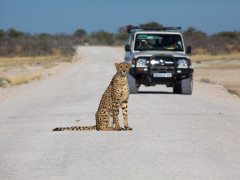 Cheetah in Etosha National Park, Namibia