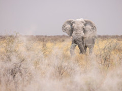 Elephant in Namibia.