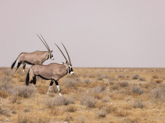 Oryx in Namibia.