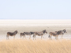 Zebra in Etosha National Park, Namibia