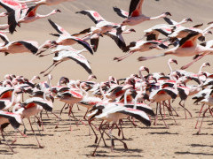 Lesser flamingos in Walvis Bay, Namibia