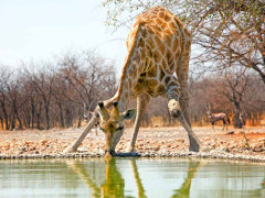 Giraffe drinking in Namibia