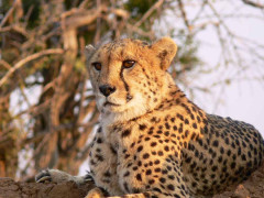 Cheetah in Okonjima, Namibia