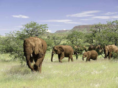 African elephants in Damaraland.