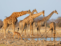 Giraffe in Etosha National Park, Namibia