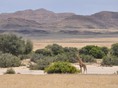 Giraffe in Hoarusib Valley, Namibia.