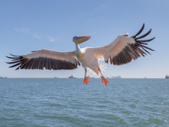 Great white pelican in flight over Namibia