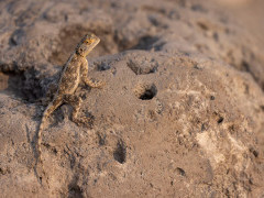 Ground agama in Namibia.