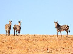 Hartmann's mountain zebra in Damaraland, Namibia