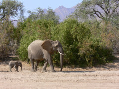 African elephant in Namibia