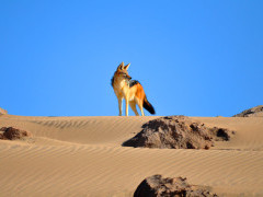 Black-backed jackal in Namibia