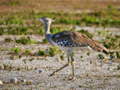 Kori bustard in Namibia
