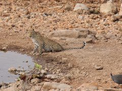 Leopard in Etosha National Park.