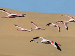 Lesser flamingo in flight over Walvis Bay, Namibia