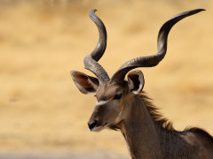 Male greater kudu in Etosha National Park, Namibia