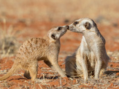 Meerkats in the Kalahari Desert, Namibia
