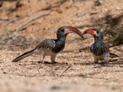 Monteiro's hornbill in Namibia