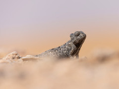 Namaqua chameleon in Namibia.