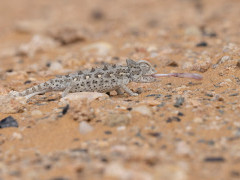 Namaqua chameleon in Namibia.