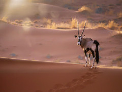 Oryx in the Namib Desert, Namibia