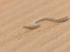 Namib sidewinder adder in Namibia.