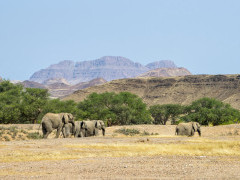 Desert elephants in Damaraland, Namibia