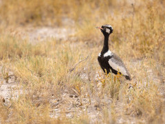Northern black korhaan in Namibia.
