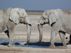 African elephants in Namibia.