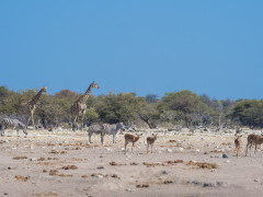 Etosha National Park in Namibia.