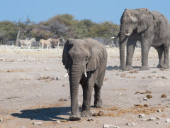 African elephants in Etosha National Park, Namibia.