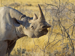 Rhino in Namibia.