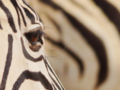 Zebra in Namibia.