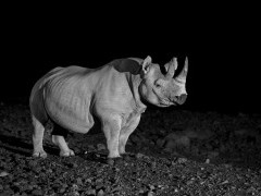 Black rhino in Namibia.