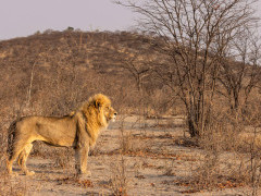 Lion in Namibia.