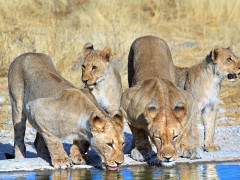 Lion in Ongava Private Game Reserve, Namibia