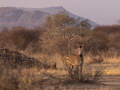 Zebra in Namibia.