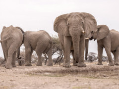 Elephant herd in Namibia.