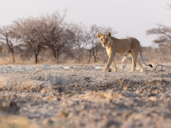 Lioness in Namibia.