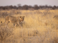 Lion in Namibia.
