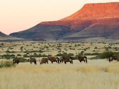 Oryx in Namibia.