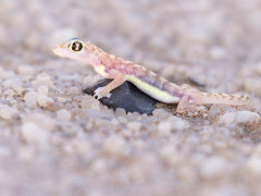 Palmato gecko in Namibia.