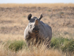 Black rhino in Palmwag Concession, Namibia