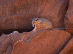 Rock hyrax in Namibia.