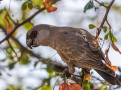 Ruppell's parrot in Namibia