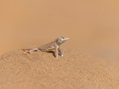 Shovel-snouted lizard in Namibia.