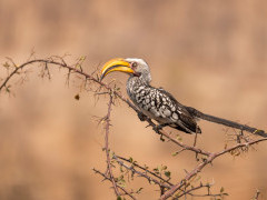 Yellow-billed hornbill in Namibia.